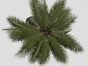 coconut tree 04 - visualworks store - vray and corona 3D Model