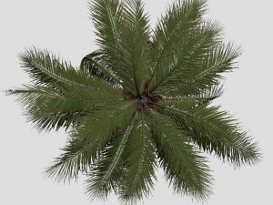 coconut tree 04 - visualworks store - vray and corona 3D Model