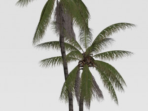 coconut tree 05 - visualworks store - vray and corona Modelo 3D