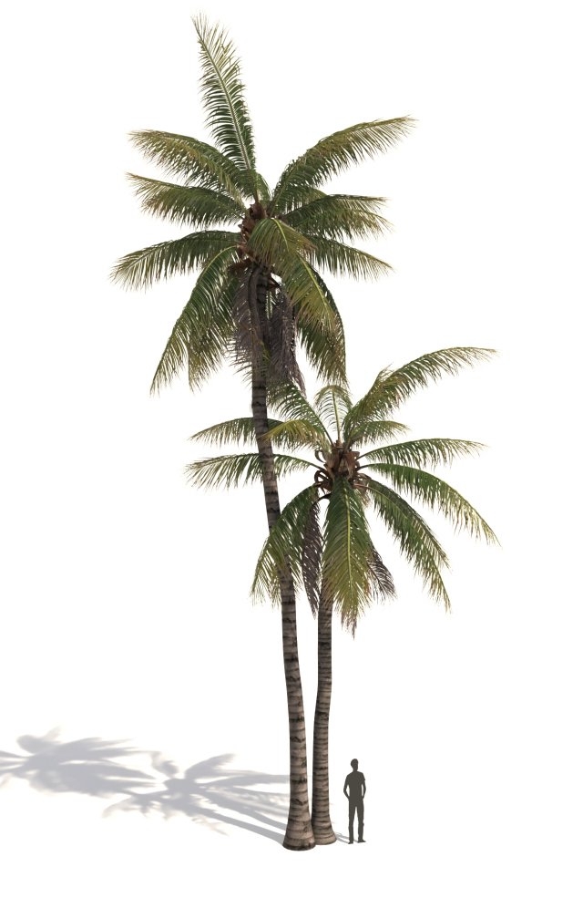 coconut tree 05 - visualworks store - vray and corona Modelo 3D .c4d .max .obj .3ds .fbx .stl .blend 