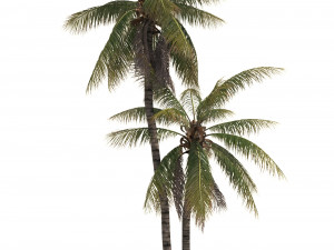 coconut tree 05 - visualworks store - vray and corona 3D Модель