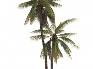 кокосовая пальма 05 &mdash; магазин Visualworks &mdash; Vray и Corona 3D Модель