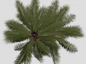 coconut tree 05 - visualworks store - vray and corona Modelo 3D