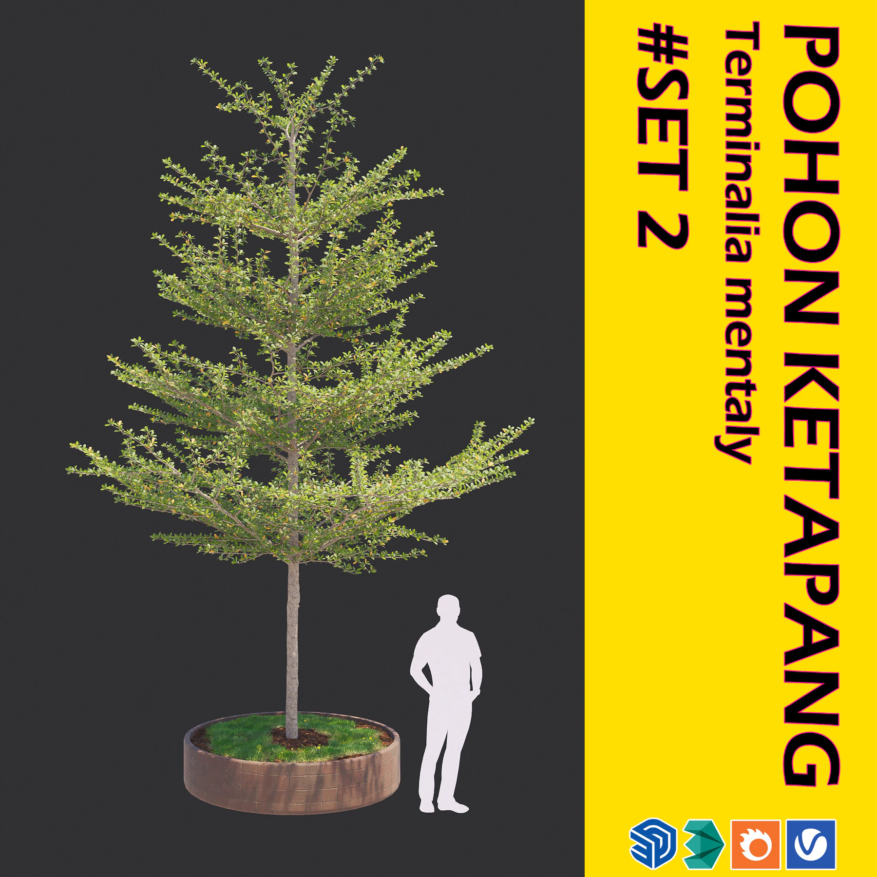 Pohon Ketapang Kencana - Terminalia mantaly Tree Corona-Vray-SKP 3D Model .c4d .max .obj .3ds .fbx .stl .blend 