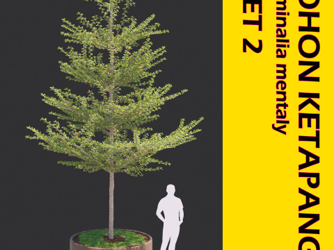Pohon Ketapang Kencana - Terminalia mantaly Tree Corona-Vray-SKP 3D Model