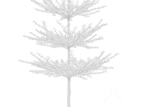 Pohon Ketapang Kencana - Terminalia mantaly Tree Corona-Vray-SKP 3D 模型