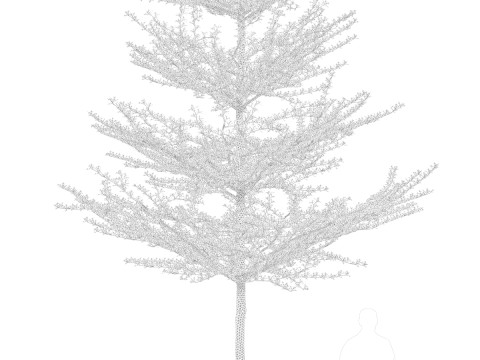 Pohon Ketapang Kencana - Terminalia mantaly Tree Corona-Vray-SKP 3D 模型