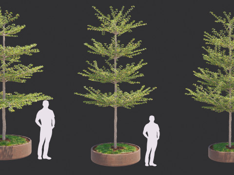 Pohon Ketapang Kencana - Terminalia mantaly Tree Corona-Vray-SKP 3D 模型