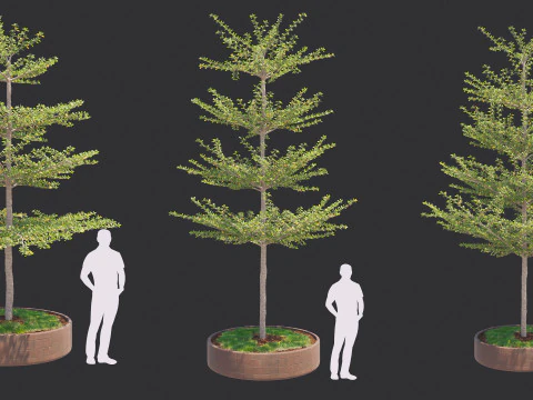 Pohon Ketapang Kencana - Terminalia mantaly Tree Corona-Vray-SKP 3D Model