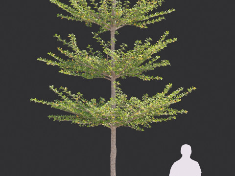 Pohon Ketapang Kencana - Terminalia mantaly Tree Corona-Vray-SKP 3D 模型