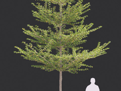 Pohon Ketapang Kencana - Terminalia mantaly Tree Corona-Vray-SKP 3D 模型
