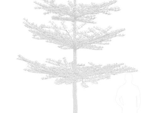 Pohon Ketapang Kencana - Terminalia mantaly Tree Corona-Vray-SKP 3D 模型