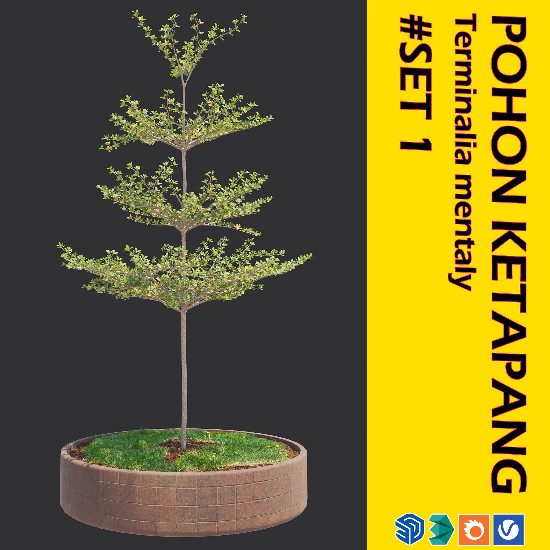 Pohon Ketapang Kencana - Terminalia mantaly Tree Corona-Vray-SKP 3D 模型 .c4d .max .obj .3ds .fbx .stl .blend 