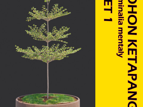 Pohon Ketapang Kencana - Terminalia mantaly Tree Corona-Vray-SKP 3D Model