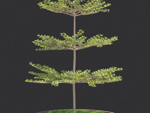 Pohon Ketapang Kencana - Terminalia mantaly Tree Corona-Vray-SKP Model 3D