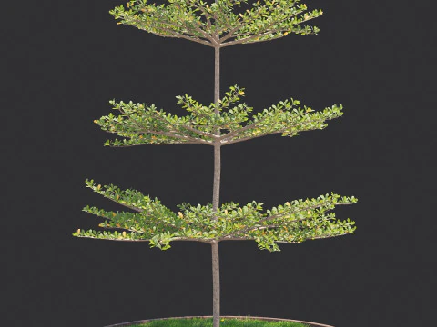 Pohon Ketapang Kencana - Terminalia mantaly Tree Corona-Vray-SKP 3D 模型