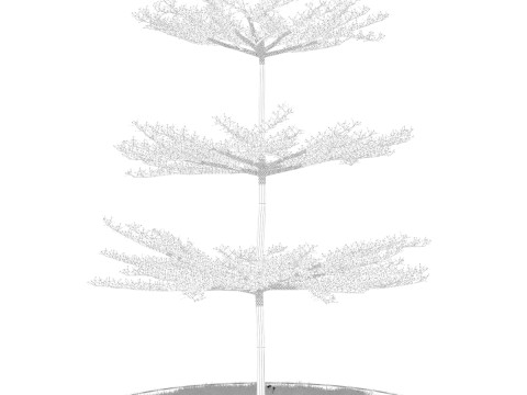 Pohon Ketapang Kencana - Terminalia mantaly Tree Corona-Vray-SKP Model 3D