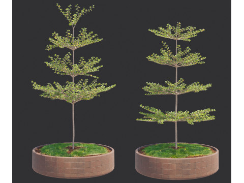 Pohon Ketapang Kencana - Terminalia mantaly Tree Corona-Vray-SKP Model 3D