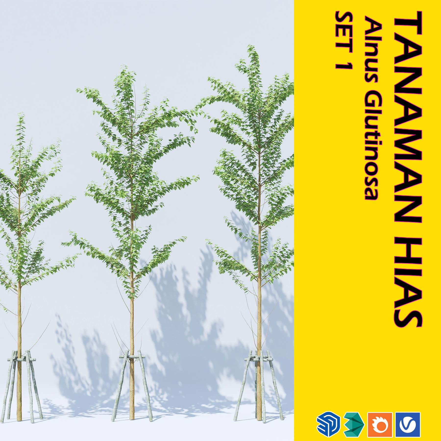 Alnus Glutinosa TREE - Tanaman Hias Corona-Vray-SKP 3D Model .c4d .max .obj .3ds .fbx .stl .blend 