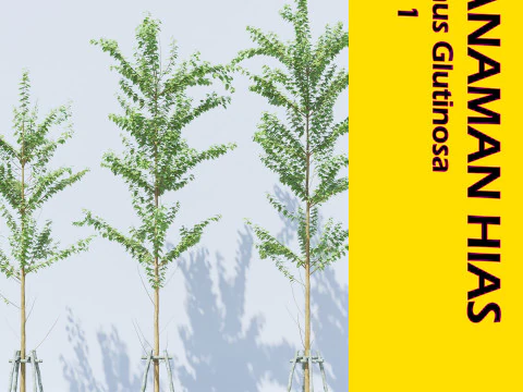 एलनस ग्लूटिनोसा ट्री - तनमन हियास कोरोना-व्रे-एसकेपी 3D मॉडल