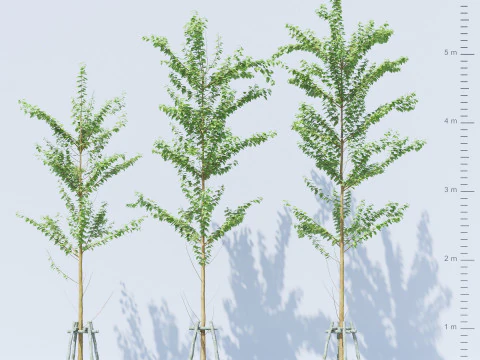 Alnus Glutinosa TREE - Tanaman Hias Corona-Vray-SKP 3D Model