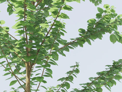 Alnus Glutinosa TREE - Tanaman Hias Corona-Vray-SKP 3D Model