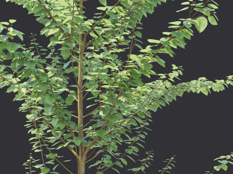 Alnus Glutinosa TREE - Tanaman Hias Corona-Vray-SKP 3D Model