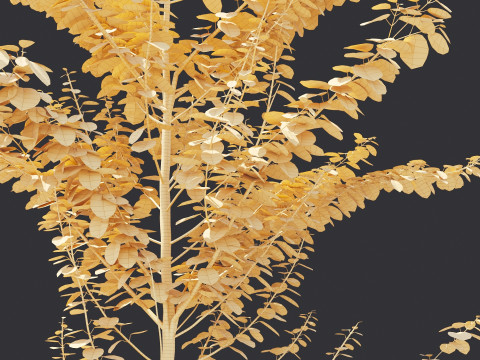 Alnus Glutinosa TREE - Tanaman Hias Corona-Vray-SKP Modelo 3D