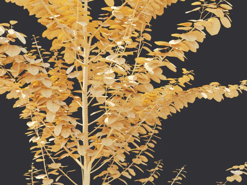 Alnus Glutinosa TREE - Tanaman Hias Corona-Vray-SKP 3D Model