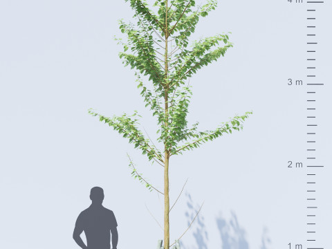 Alnus Glutinosa TREE - Tanaman Hias Corona-Vray-SKP Modelo 3D