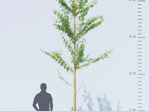 Alnus Glutinosa TREE - Tanaman Hias Corona-Vray-SKP 3D Model