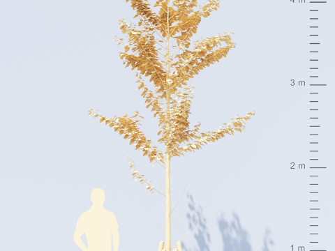 Alnus Glutinosa TREE - Tanaman Hias Corona-Vray-SKP Modelo 3D