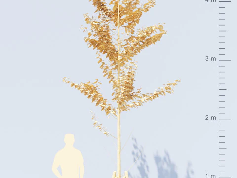 Alnus Glutinosa TREE - Tanaman Hias Corona-Vray-SKP 3D Model