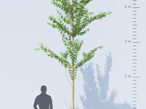 Alnus Glutinosa TREE - Tanaman Hias Corona-Vray-SKP Modelo 3D