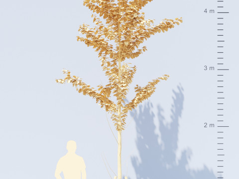 Alnus Glutinosa TREE - Tanaman Hias Corona-Vray-SKP Modelo 3D