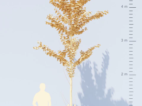 Alnus Glutinosa TREE - Tanaman Hias Corona-Vray-SKP 3D Model