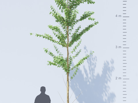 Alnus Glutinosa TREE - Tanaman Hias Corona-Vray-SKP Modelo 3D