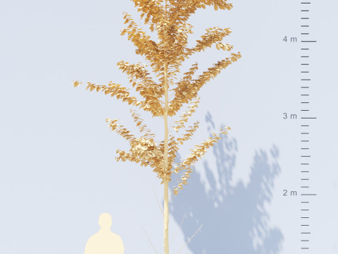 Alnus Glutinosa TREE - Tanaman Hias Corona-Vray-SKP Modelo 3D