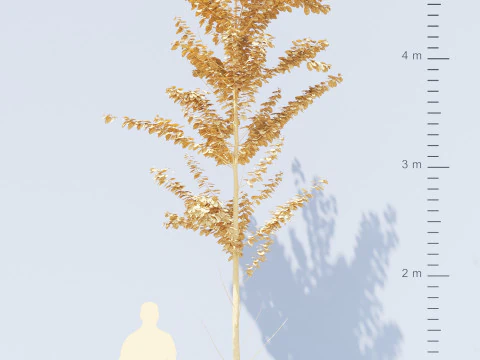 Alnus Glutinosa TREE - Tanaman Hias Corona-Vray-SKP 3D Model