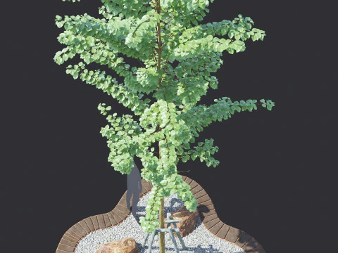 Alnus Glutinosa TREE - Tanaman Hias Corona-Vray-SKP 3D Model