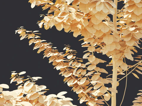 Alnus Glutinosa TREE - Tanaman Hias Corona-Vray-SKP 3D Model