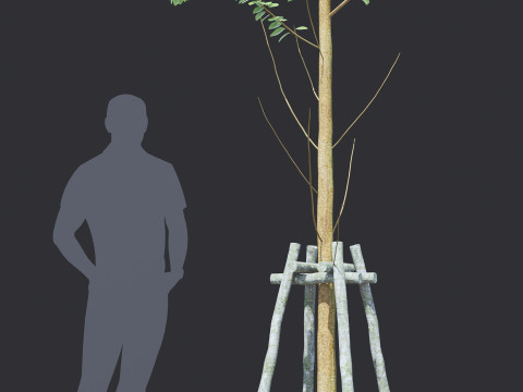 Alnus Glutinosa TREE - Tanaman Hias Corona-Vray-SKP Modelo 3D