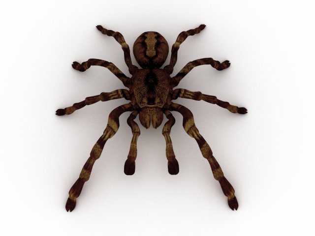 spider tarantula 3D मॉडल .c4d .max .obj .3ds .fbx .stl .blend 