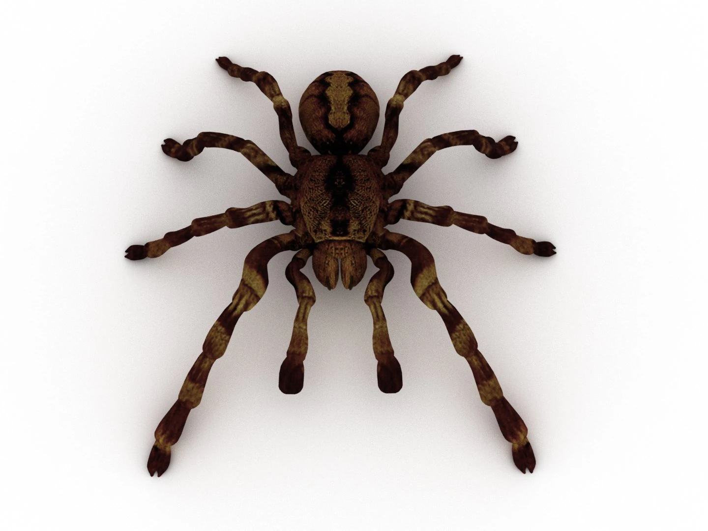 spider tarantula 3D Model .c4d .max .obj .3ds .fbx .stl .blend 