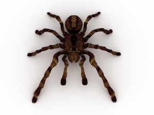 spider tarantula Modelo 3D