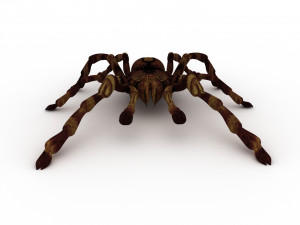 spider tarantula 3D मॉडल