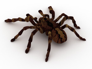 spider tarantula 3D मॉडल