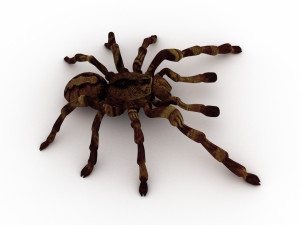 spider tarantula 3D मॉडल