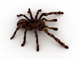 spider tarantula 3D Model