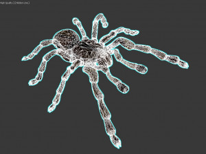 spider tarantula 3D मॉडल